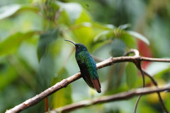 Campylopterus falcatus