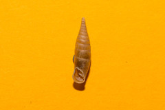 Cochlodina comensis