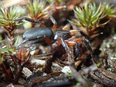 Gnaphosa bicolor