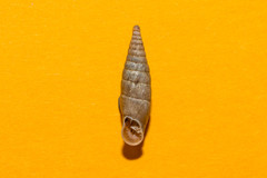 Cochlodina comensis