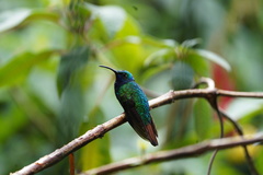 Campylopterus falcatus