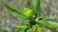 Tetragonotheca texana