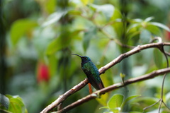 Campylopterus falcatus