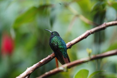 Campylopterus falcatus