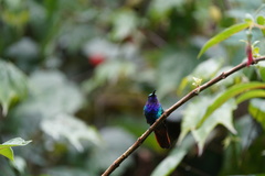 Campylopterus falcatus