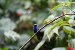 Campylopterus falcatus