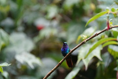 Campylopterus falcatus