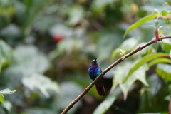 Campylopterus falcatus