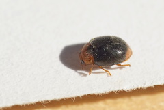 Scymnus ferrugatus