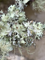 Parmotrema submarginale