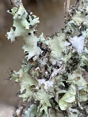 Parmotrema submarginale