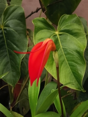 Masdevallia coccinea