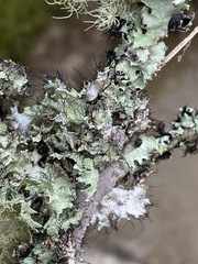 Parmotrema submarginale