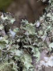 Parmotrema submarginale