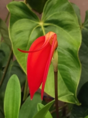 Masdevallia coccinea