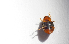 Scymnus ferrugatus