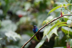 Campylopterus falcatus