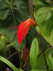 Masdevallia coccinea