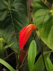 Masdevallia coccinea