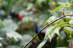 Campylopterus falcatus