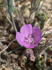 Eremalche parryi kernensis