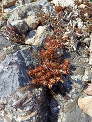 Sedum urvillei