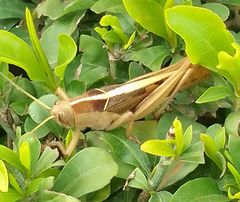 Acanthacris ruficornis