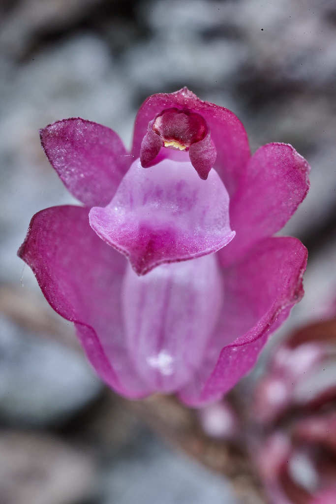Domingoa purpurea