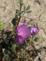 Eremalche parryi kernensis