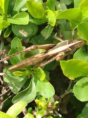 Acanthacris ruficornis