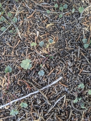 Eremalche parryi kernensis