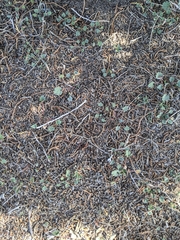 Eremalche parryi kernensis