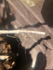 Pholcidae