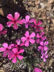 Phlox hirsuta
