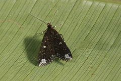 Rejectaria amicalis