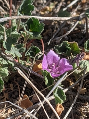 Eremalche parryi kernensis