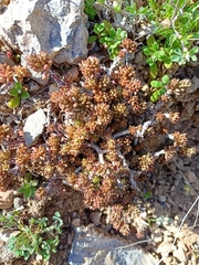 Sedum urvillei