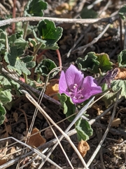 Eremalche parryi kernensis