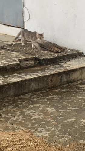 Domestic Cat