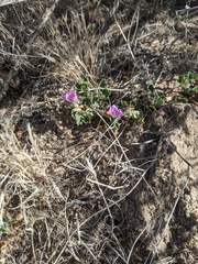 Eremalche parryi kernensis