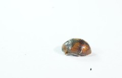 Scymnus subvillosus