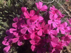 Phlox hirsuta