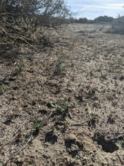 Eremalche parryi kernensis