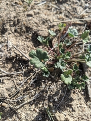 Eremalche parryi kernensis