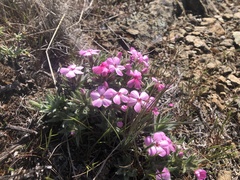 Phlox hirsuta