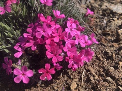 Phlox hirsuta