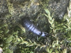 Collembola