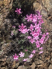 Phlox hirsuta