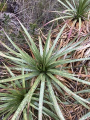 Puya nitida