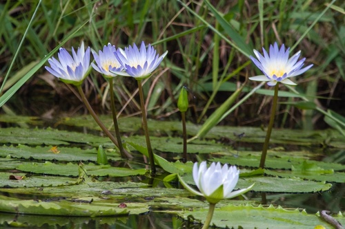 Day Waterlily